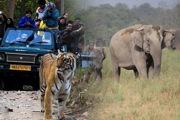 Corbett Wildlife Tour