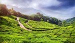 Munnar