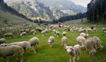 After breakfast leave for Srinagar city sightseeing: -