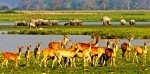 Kaziranga National Park