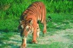 Bhalukpong or Nameri National Park – Guwahati (235 KM | 4.5 HRS)