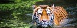Corbett - Delhi (280kms/7hrs)