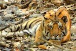 Almora - Corbett (141km/ 05-06hrs Approx)