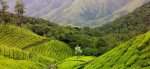 Corbett – Kausani (Approx 241 km/ 5 hrs)