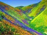 Govind Ghat – Ghangharia- Valley of Flowers – Ghangharia