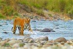 Safari and sightseeing in Corbett National Park