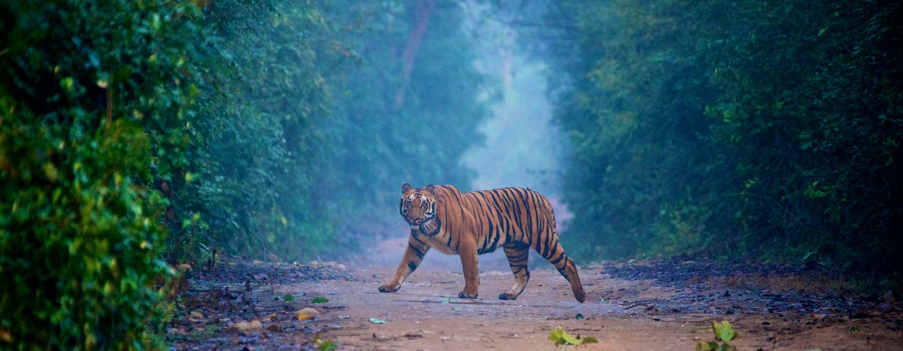 Corbett National Park